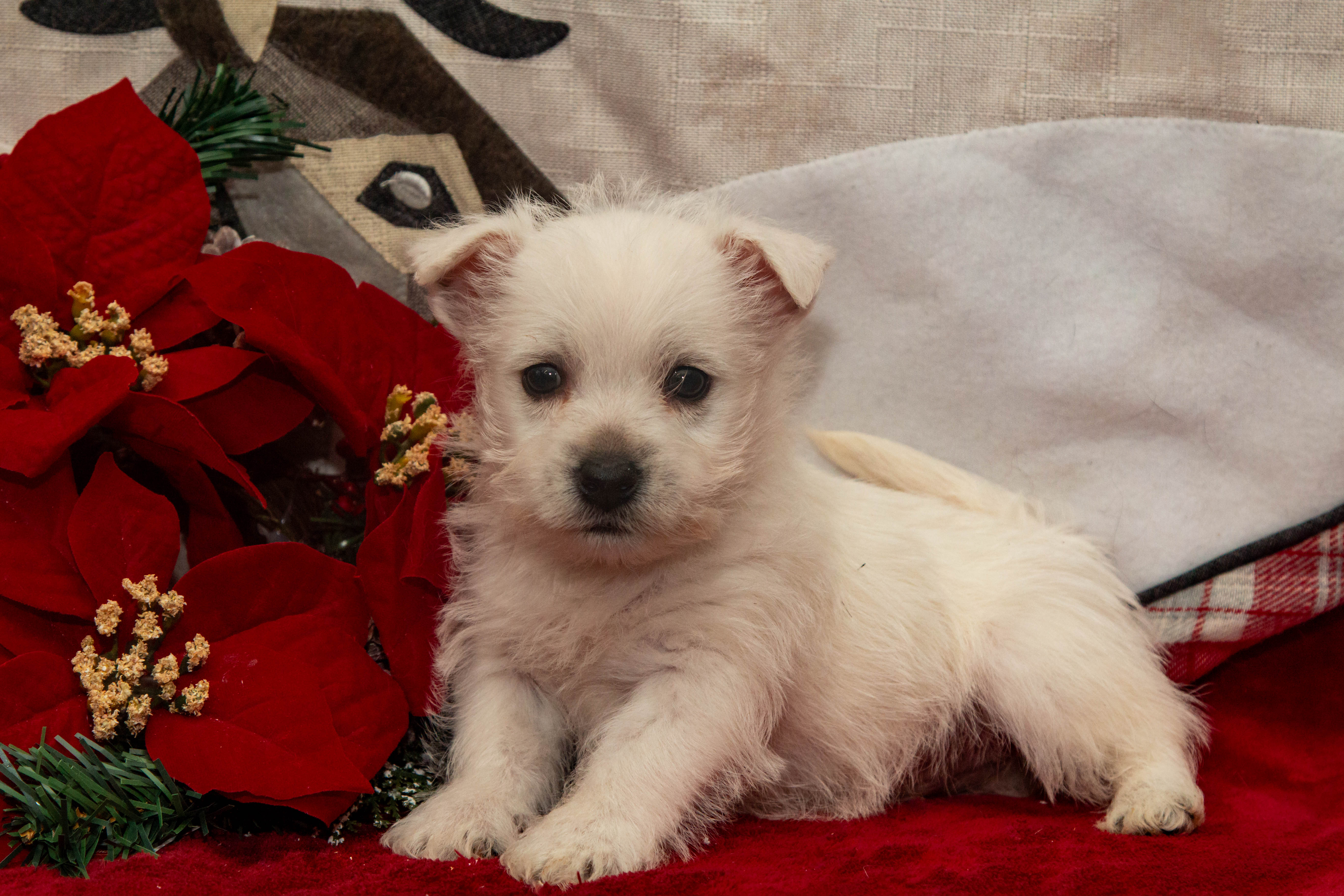 puppy, for, sale, West Highland White Terrier, Amos B. King, dog, breeder, Romney, WV, dog-breeder, puppy-for-sale, forsale, nearby, find, puppyfind, locator, puppylocator, aca